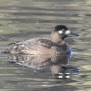 Velvet Scoter