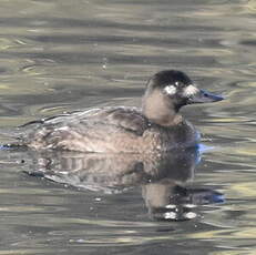 Macreuse brune