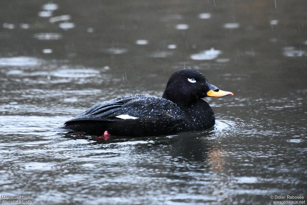 Velvet Scoter male adult