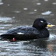 Velvet Scoter