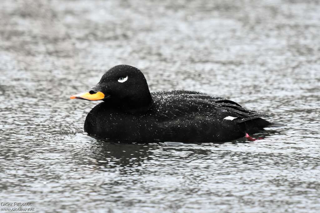 Velvet Scoter male adult, aspect