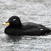 Velvet Scoter