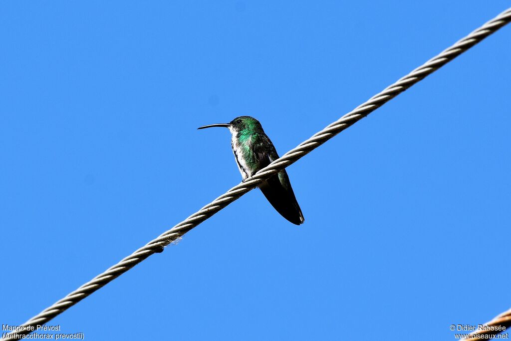 Green-breasted Mango female