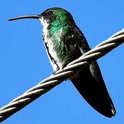 Green-breasted Mango