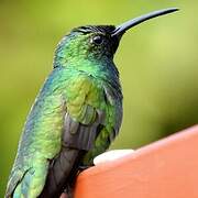 Green-breasted Mango