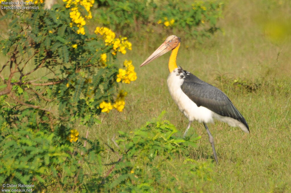 Lesser Adjutant