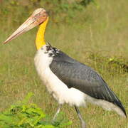 Lesser Adjutant