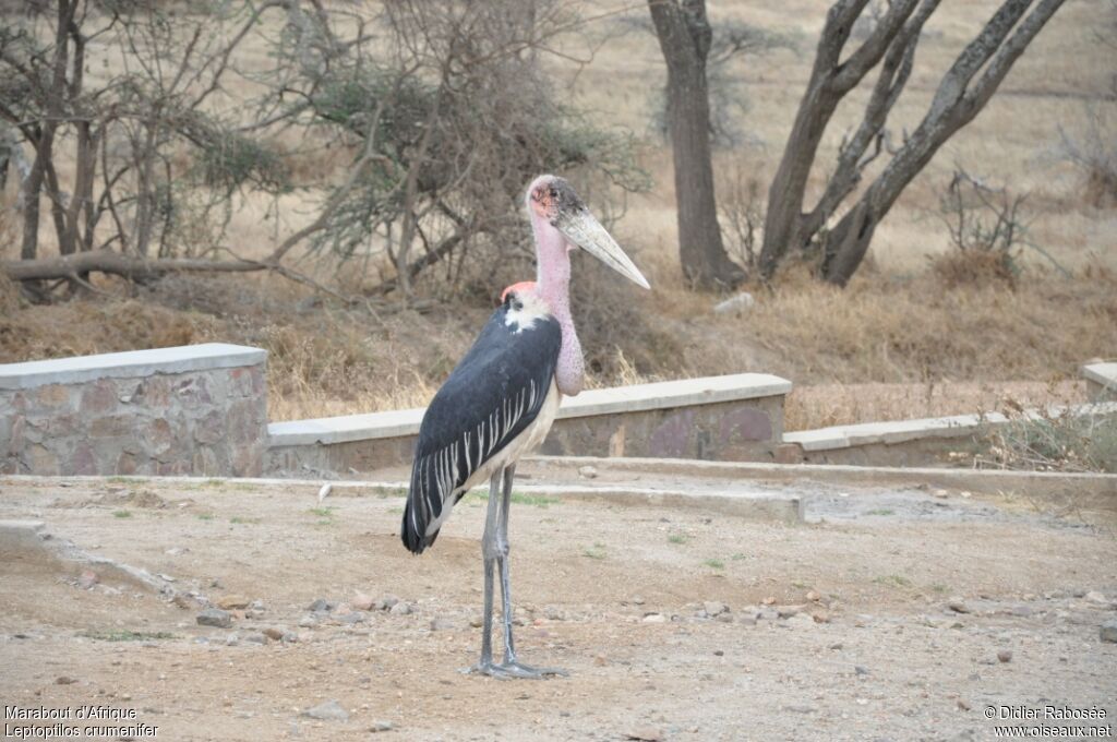 Marabou Storkadult