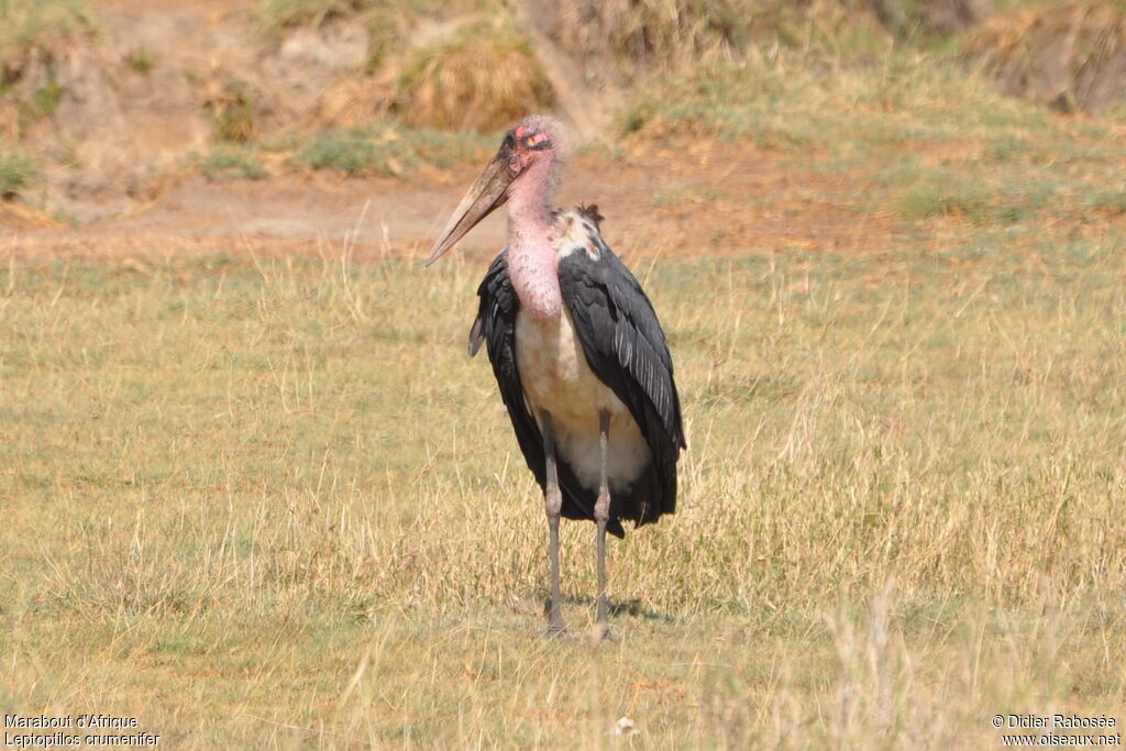 Marabou Storkadult