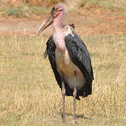 Marabou Stork