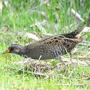 Spotted Crake