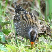 Spotted Crake