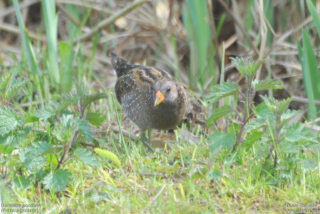 Spotted Crake