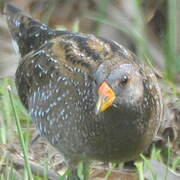 Spotted Crake