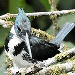 Martin-pêcheur d'Amazonie