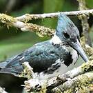 Martin-pêcheur d'Amazonie