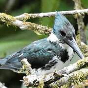 Amazon Kingfisher