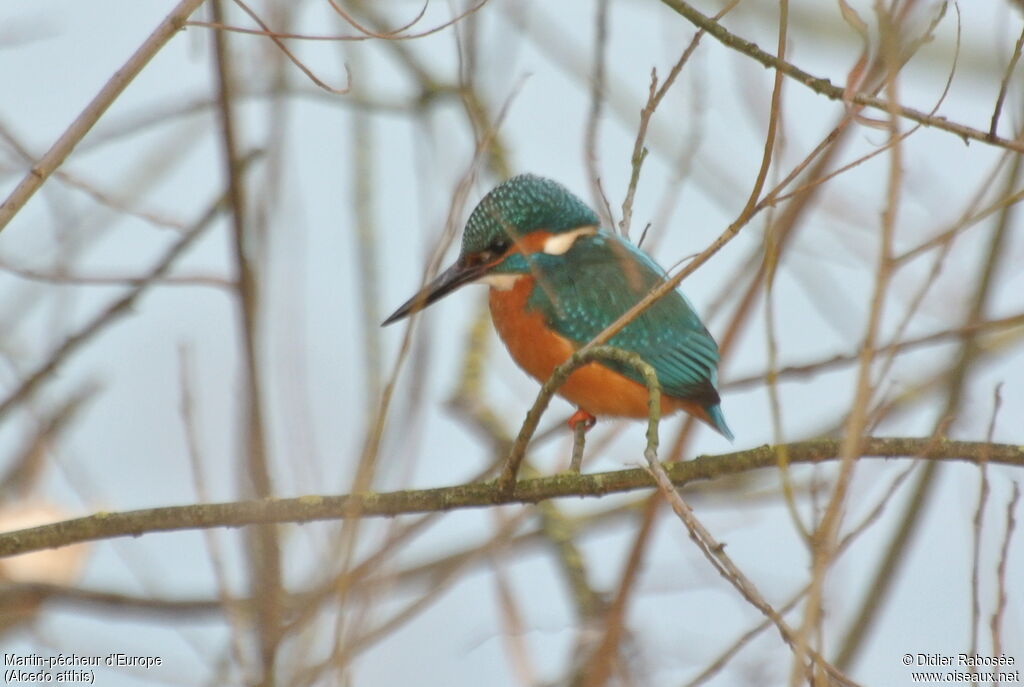 Common Kingfisher