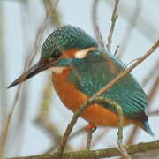 Common Kingfisher