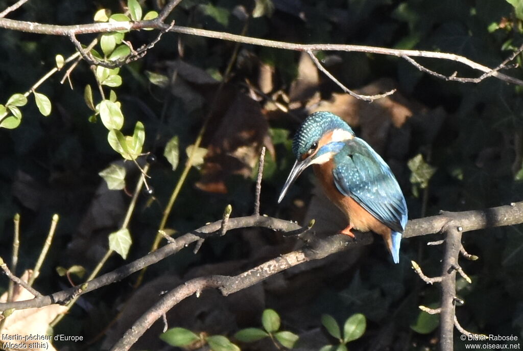 Common Kingfisher