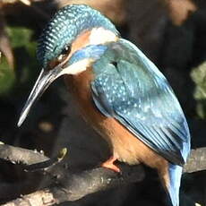 Martin-pêcheur d'Europe