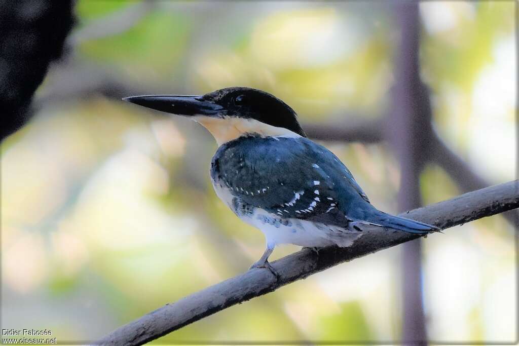 Green Kingfisher female adult