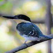 Green Kingfisher