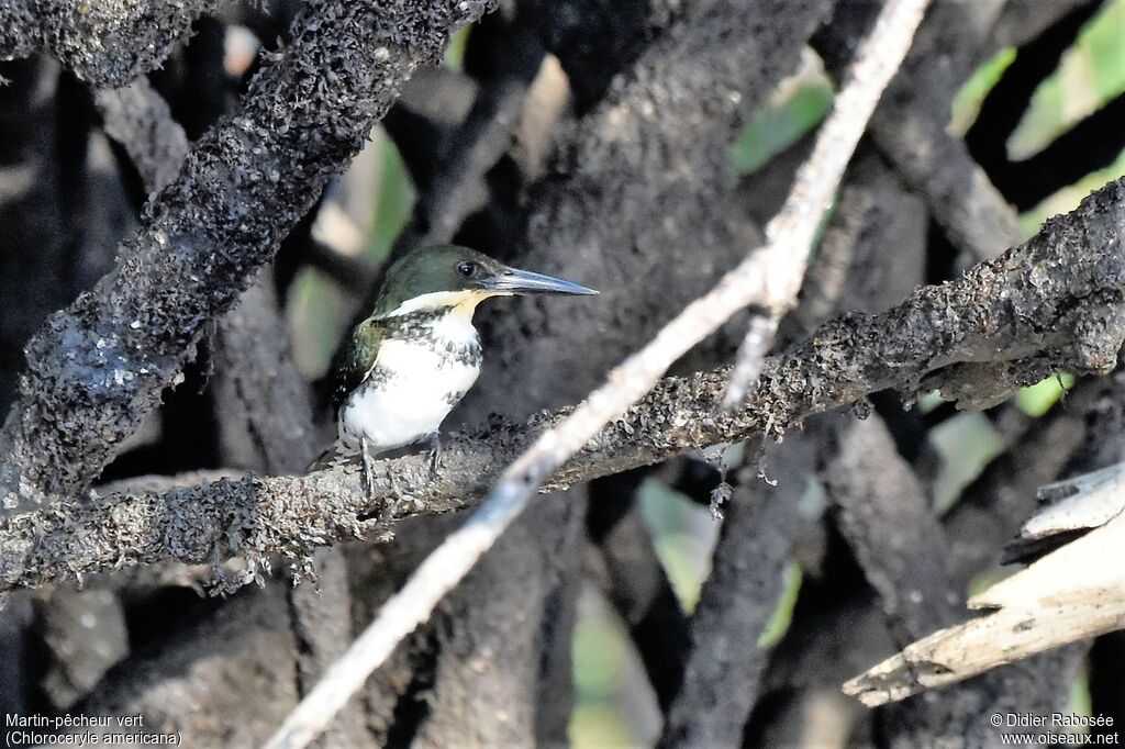 Green Kingfisher female