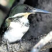 Green Kingfisher