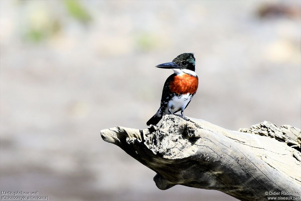 Green Kingfisher male