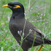 Common Myna