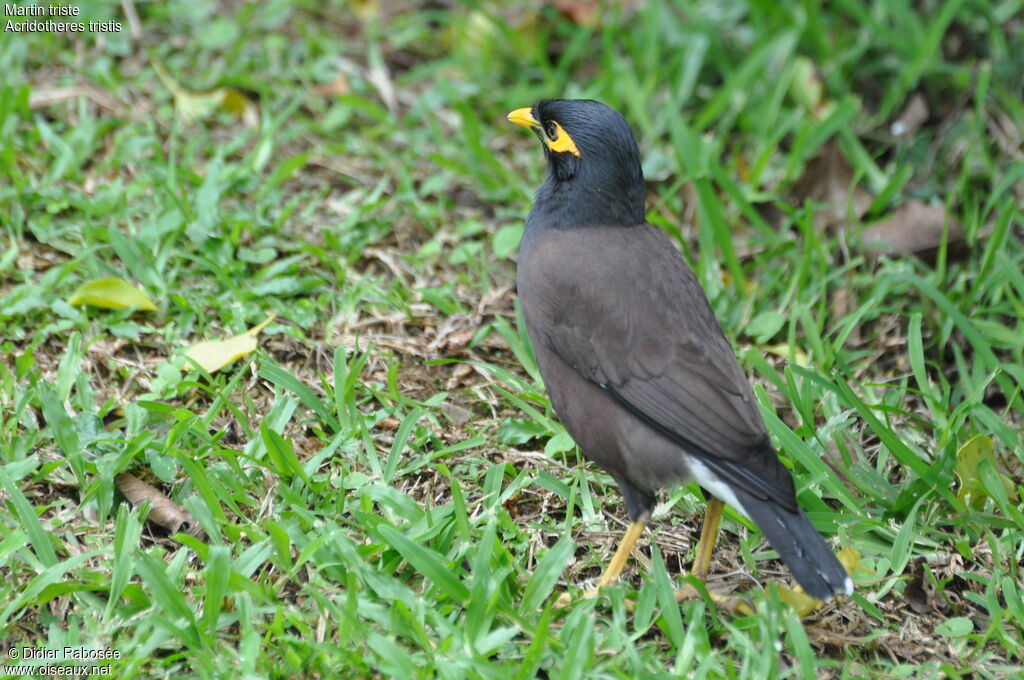 Common Myna