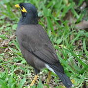 Common Myna