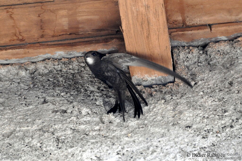 Common Swift