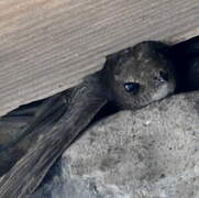 Common Swift