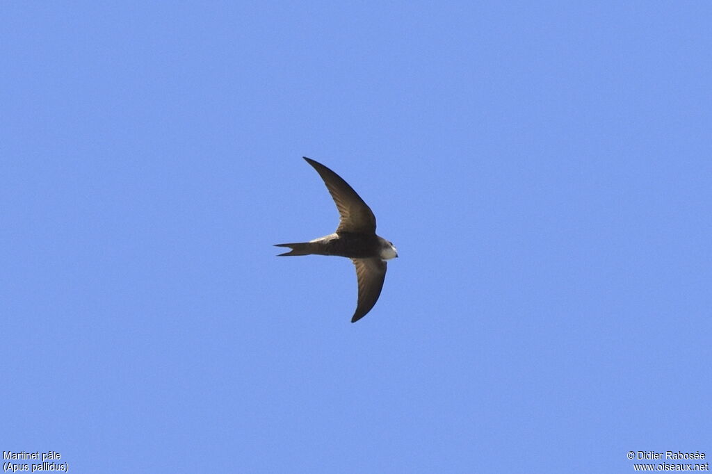 Pallid Swiftadult, identification