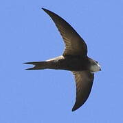 Pallid Swift