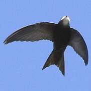 Pallid Swift