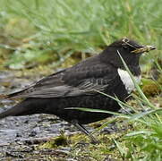 Ring Ouzel