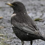 Ring Ouzel