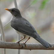 African Thrush