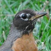 American Robin