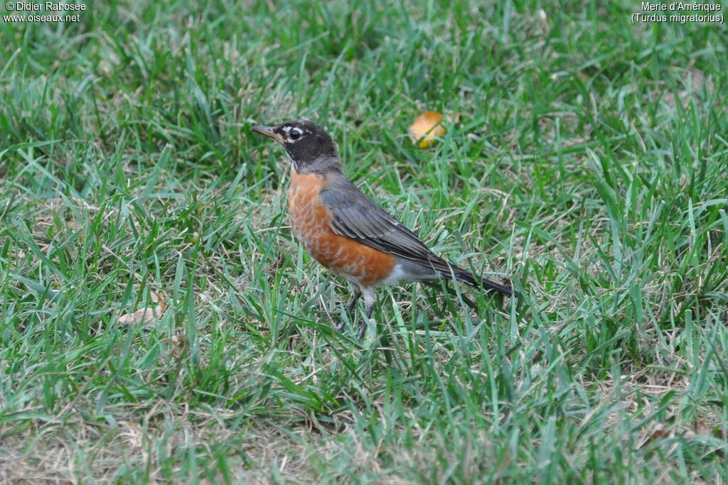 American Robin male