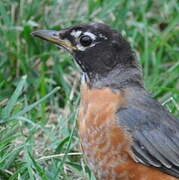 American Robin