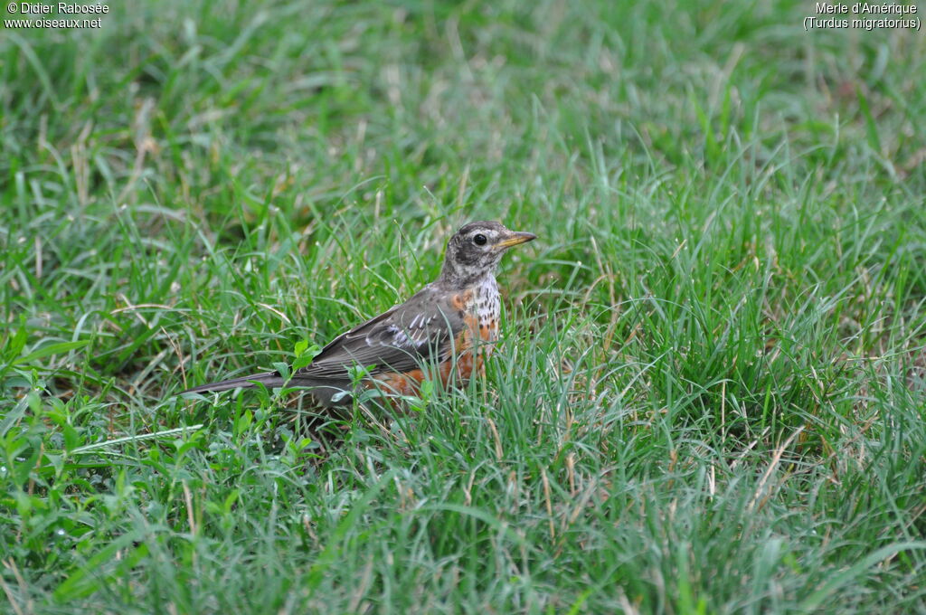 American Robin