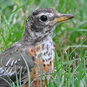 American Robin