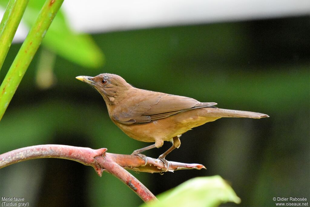 Clay-colored Thrush