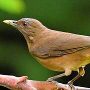 Clay-colored Thrush