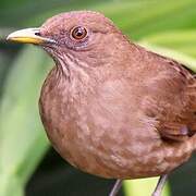 Clay-colored Thrush