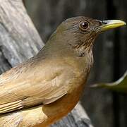 Clay-colored Thrush